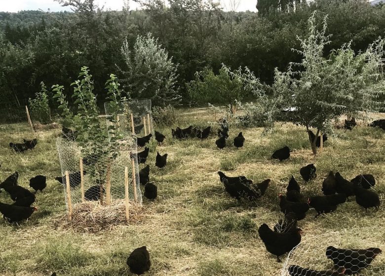 LA PETITE FERME PERMACULTURELLE DE L’ALARIC